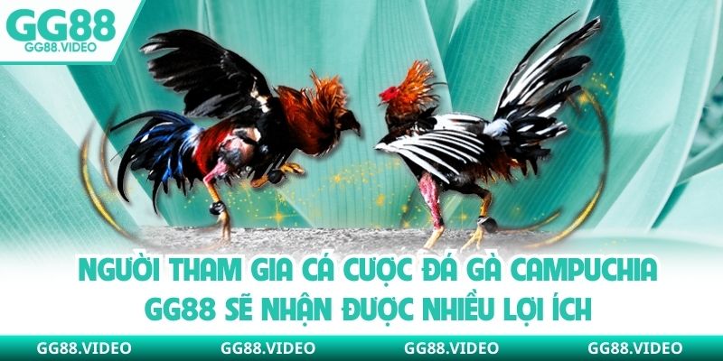 Người tham gia cá cược đá gà Campuchia GG88 sẽ nhận được nhiều lợi ích